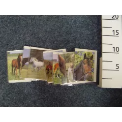 ÜDVÖZLŐ KÁRTYA/LÓ 9CM 8S/ST