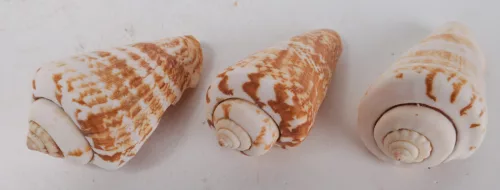 DEKOR KAGYLÓ, NATÚR, KÚPOS CSIGA ALAKÚ