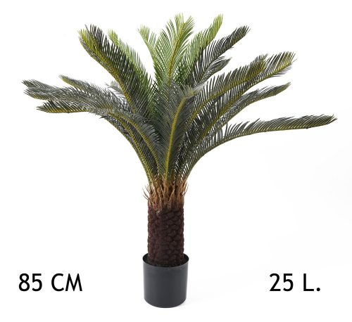 567262 CYCAS PÁLMA 25LEV.     85CM