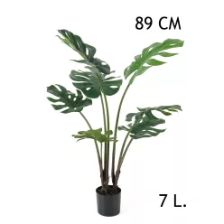FILODENDRON, 7 LEVÉLLEL, CSERÉPBEN