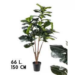 FICUSFA, 66 LEVÉL, ZÖLD