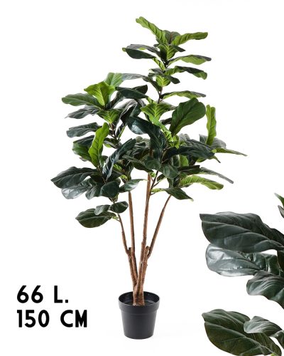 567339 FICUSFA ZÖLD 66LEV.     150