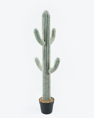 KAKTUSZ SAGUARO, CSERÉPPEL, 5 TÖRZS, ZÖLD