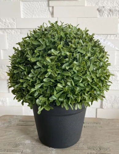 MŰNÖVÉNY, BUXUS, GÖMB ALAKÚ, CSERÉPPEL, UV-ÁLLÓ