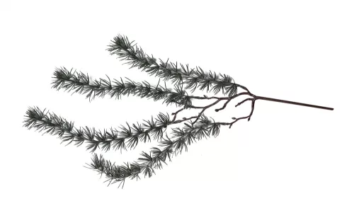 FENYŐÁG TŰLEVELES ZÖLD 64CM