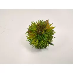GESZTENYEGUMÓ 2S        6CM