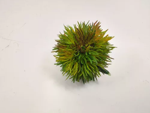 GESZTENYEGUMÓ 2S        6CM