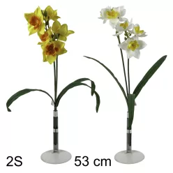 NÁRCISZ 6VIR/3LEV 2S   53CM