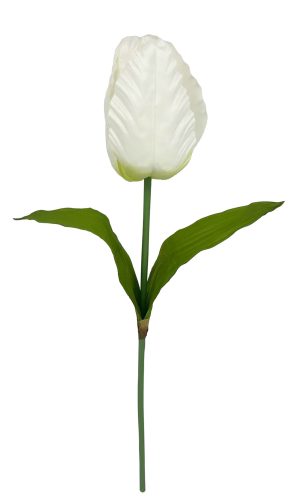 TULIPÁN ÓRIÁS FEHÉR  20*135