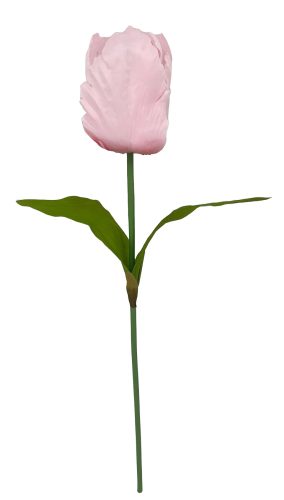 TULIPÁN ÓRIÁS PINK   16*115