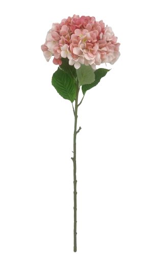 HORTENZIA ÓRIÁS PINK 30*110