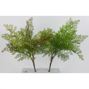 VÉNUSZFODORKA  13L.2S  59CM