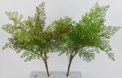 VÉNUSZFODORKA  13L.2S  59CM