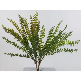 SZOBAPÁFRÁNY 13L.2S    65CM