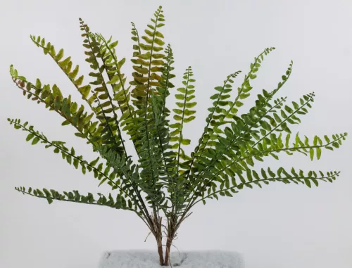 SZOBAPÁFRÁNY 13L.2S    65CM