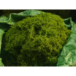 MŰMOHA TÖMB V.ZÖLD FAUX100G