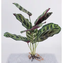 BOKOR CALATHEA 9LEV/ZÖLD 40