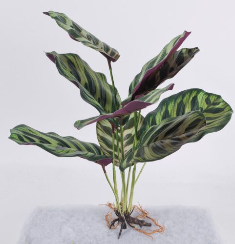 BOKOR CALATHEA 9LEV/ZÖLD 40