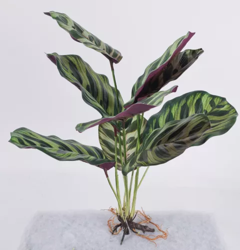 BOKOR CALATHEA 9LEV/ZÖLD 40