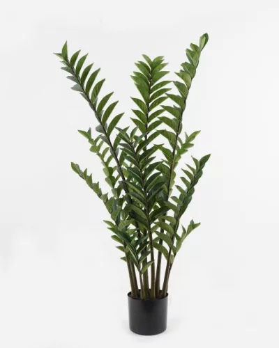BOKOR, ZAMIOCULCAS, 12 ÁG, 231 LEVÉL
