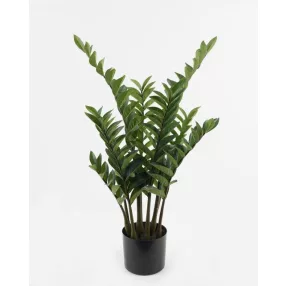 BOKOR ZAMIOCULCAS9Á/166L 88