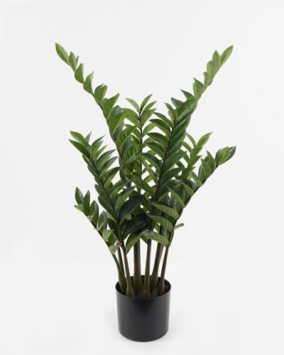 BOKOR ZAMIOCULCAS9Á/166L 88