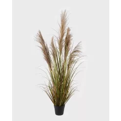 BOKOR, MŰSÁS, CSERÉPBEN, NATÚR