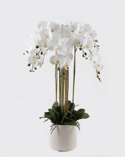 BOKOR ORCHIDEA 8ÁG FEH. 101