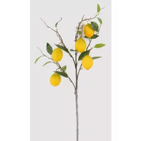 CITROM FA ÁG SÁR.+5GY. 92CM