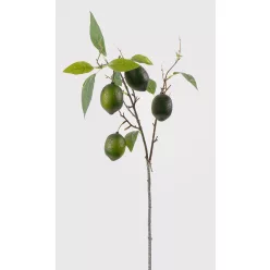 LIME FA ÁG, 4 GYÜMÖLCCSEL, ZÖLD