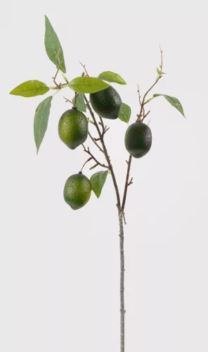 LIME FA ÁG, 4 GYÜMÖLCCSEL, ZÖLD