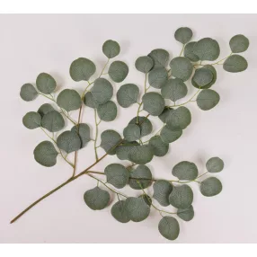 EZÜST DOLLÁR EUCALYPTUSÁG71