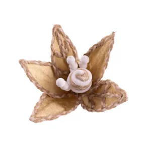 MIKULÁSVIRÁG FEJ, BARNA