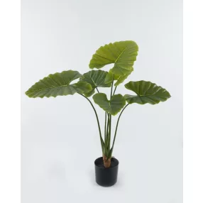 PÁLMA ELEFÁNTFÜL+CSER.6L/90