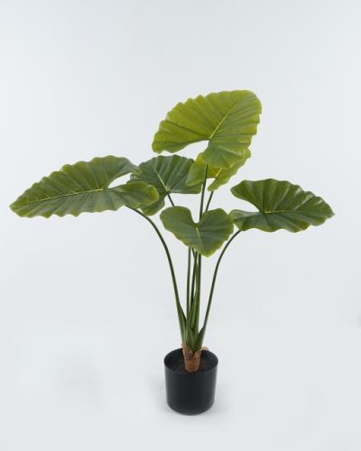 PÁLMA ELEFÁNTFÜL+CSER.6L/90