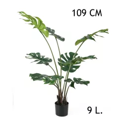FILODENDRON, 9 LEVÉLLEL, CSERÉPBEN