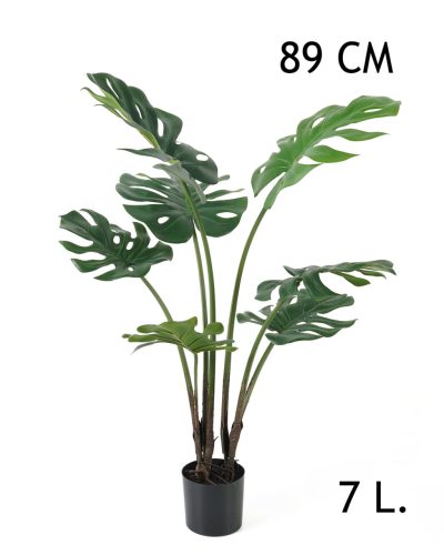 FILODENDRON, 7 LEVÉLLEL, CSERÉPBEN