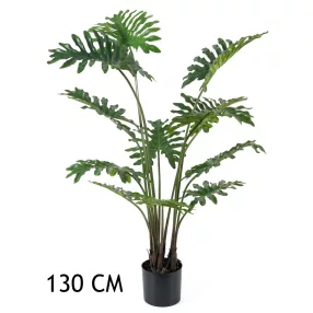 FILODENDRON SZELDELTLEV.130