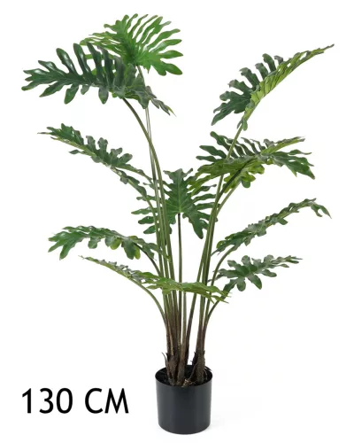 FILODENDRON, CSERÉPBEN, SZELDELT LEVÉL, 12 ZÖLD
