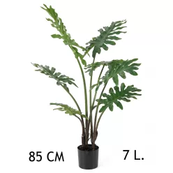 FILODENDRON, SZELDELT LEVELŰ, 7 LEVÉLLEL