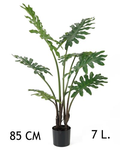 FILODENDRON, SZELDELT LEVELŰ, 7 LEVÉLLEL
