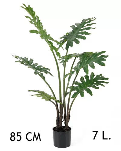 FILODENDRON, SZELDELT LEVELŰ, 7 LEVÉLLEL