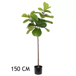 FIKUSZ LANTLEVELŰ ZÖLD  150CM