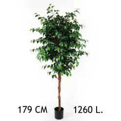 FIKUSZFA, 1260 LEVÉLLEL, CSERÉPBEN, ZÖLD