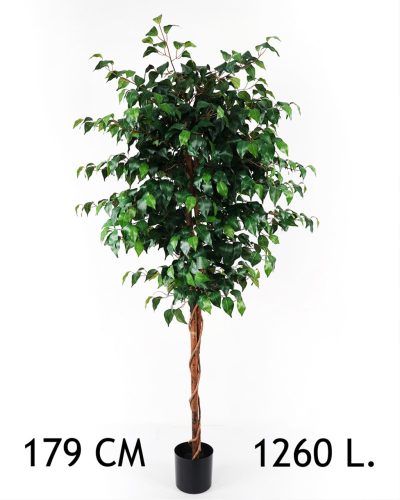 FIKUSZFA, 1260 LEVÉLLEL, CSERÉPBEN, ZÖLD