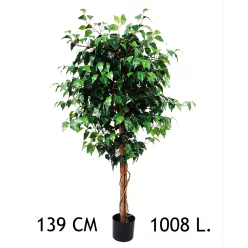FIKUSZFA, 1008 LEVÉLLEL, CSERÉPBEN, ZÖLD