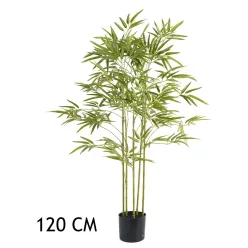 BAMBUSZFA, 5 ÁGÚ, ZÖLD