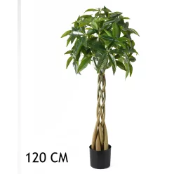 VADKAKAÓ FA, 4 TÖRZS, ZÖLD
