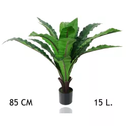 MADÁRFÉSZEKPÁFRÁNY 15 LEVELES 85CM
