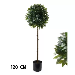 FA MYRCIA, CSERÉPBEN, ZÖLD, GÖMB ALAKÚ